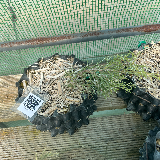 Genévrier de chine (Juniperus chinensis)