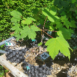 Érable sycomore (Acer pseudoplatanus)