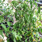 Orme champêtre (Ulmus minor)