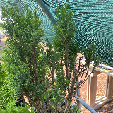 Cyprès de sawara (Cupressaceae chamaecyparis)