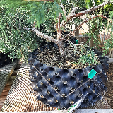 Genévrier des rocheuse (Juniperus scopulorus)
