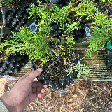 Genévrier de chine (Juniperus chinensis)