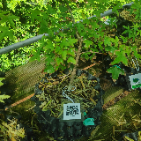 Érable trident (Acer buergerianum)