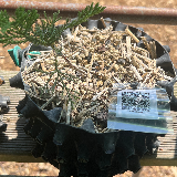 Genévrier de chine (Juniperus chinensis)