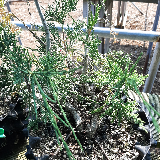 Genévrier des rocheuse (Juniperus scopulorus)