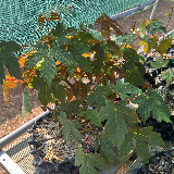 Érable sycomore (Acer pseudoplatanus)