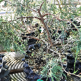Genévrier des rocheuse (Juniperus scopulorus)