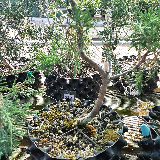 Genévrier des rocheuse (Juniperus scopulorus)