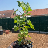 Groseillier à grappes (Ribes rubrum)