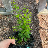 Berberis (Thunbergii)