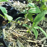 Troène de Californie (Ligustrum ovalifolium)