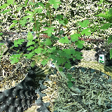 Aubépine blanche (Crategus monogyna)