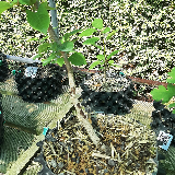 Merisier (Prunus avium)