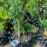 Buis commun (Buxus semperviens)