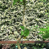 Merisier (Prunus avium)