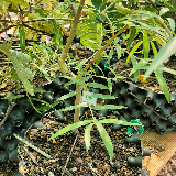 Saule pleureur (Salix babylonica)