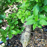 Troène de Californie (Ligustrum ovalifolium)