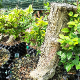 Troène de Californie (Ligustrum ovalifolium)