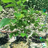 Orme champêtre (Ulmus minor)