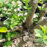 Troène de Californie (Ligustrum ovalifolium)