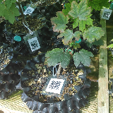 Érable plane (Acer platanoides)