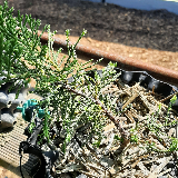 Genévrier de chine (Juniperus chinensis)