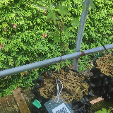 Érable palmé (Acer palmatum)