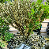 Buis commun (Buxus semperviens)