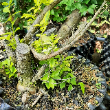 Troène de Californie (Ligustrum ovalifolium)