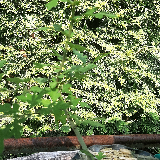 Aubépine blanche (Crategus monogyna)
