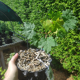 Érable sycomore (Acer pseudoplatanus)