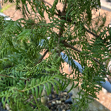 Séquoia de chine (Metasequoia glyptostroboides)