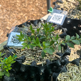Buis commun (Buxus semperviens)