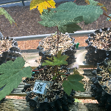 Érable sycomore (Acer pseudoplatanus)