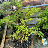Genévrier de chine (Juniperus chinensis)