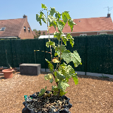 Groseillier à grappes (Ribes rubrum)