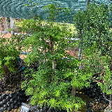 Séquoia de chine (Metasequoia glyptostroboides)