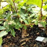 Orme champêtre (Ulmus minor)