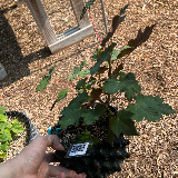 Érable sycomore (Acer pseudoplatanus)