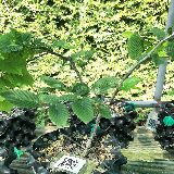 Charmes commun (Carpinus betulus)
