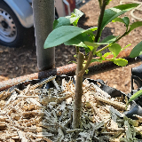 Troène de californie panaché doré (Ligustrum ovalifolium aureum)