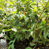 Orme champêtre (Ulmus minor)
