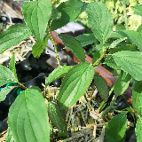 Cornouiller sanguin (Cornus sanguinea)