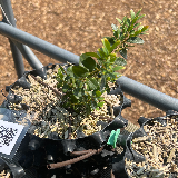 Buis commun (Buxus semperviens)