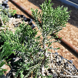 Genévrier de chine (Juniperus chinensis)