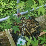 Érable palmé (Acer palmatum)