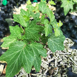 Lierre grimpant (Hedera helix)