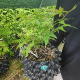 Érable palmé (Acer palmatum)