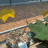 Érable sycomore (Acer pseudoplatanus)