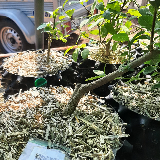 Troène de californie panaché doré (Ligustrum ovalifolium aureum)